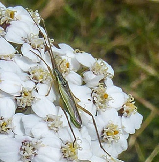 Bug - Megaloceroea recticornis
