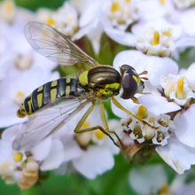Hoverfly TBC