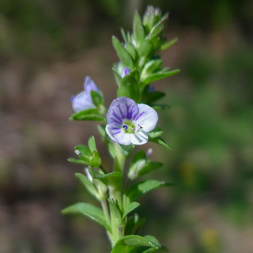 Thyme- leaved Speedwell
