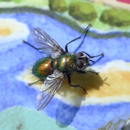 Fly - Eudasyphora Cyanella