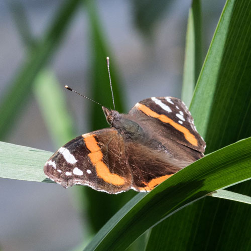Red Admiral Butterfly