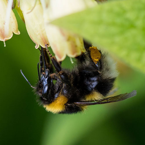 White-tailed Bumblebee