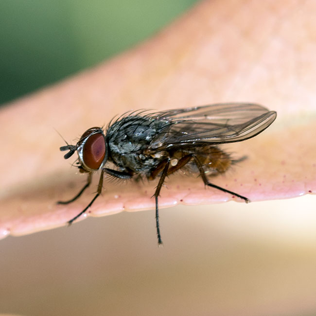 Fly - Botanophila Fugax