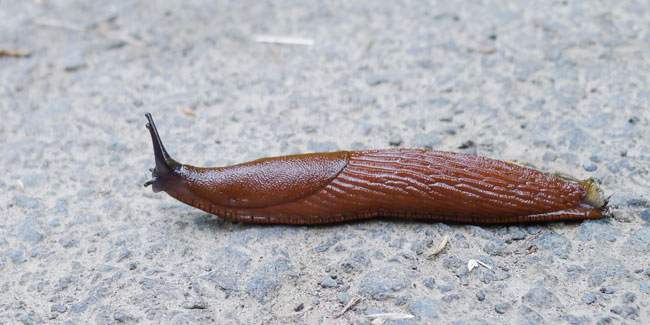 Mollusc - Brown Slug
