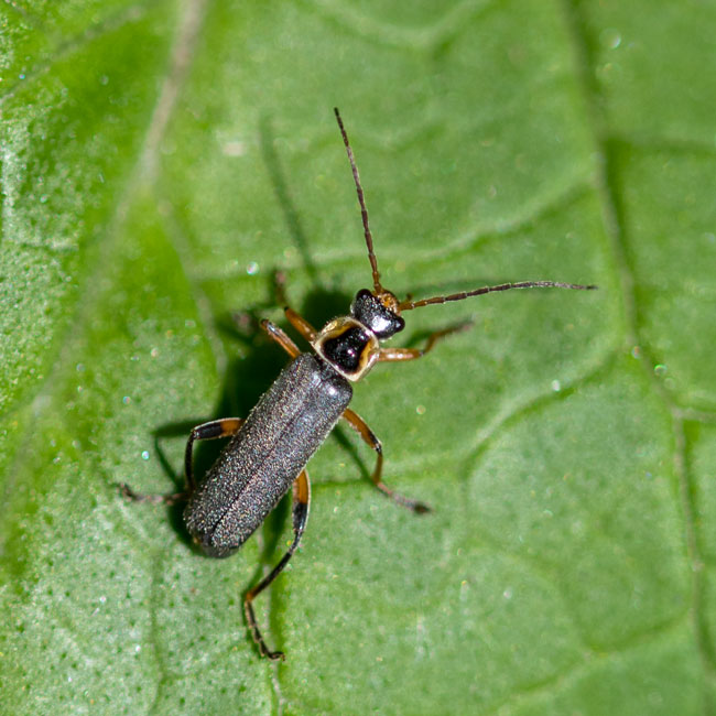 Soldier Beetle Cantharis Rustica