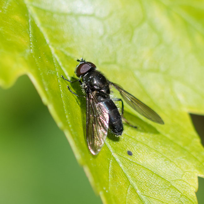 Hoverfly - Cheilosia Albitarsis