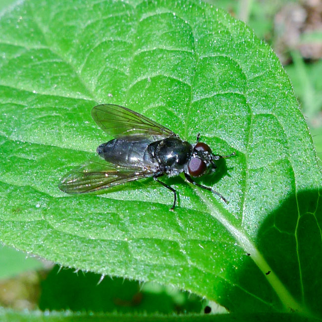 Hoverfly - Cheilosia Variabilis