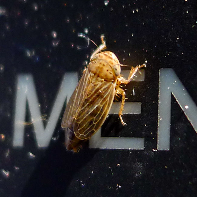 Bug - Conosanus Obsoletus