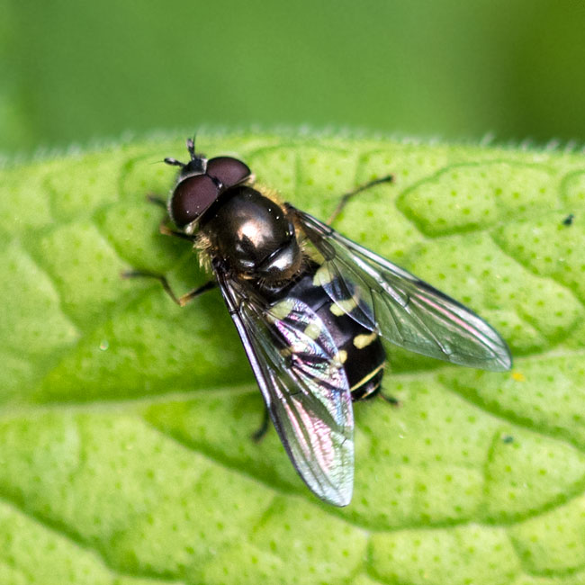 Hoverfly - Dasysyrphus Venustus