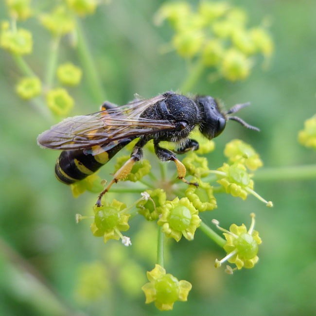 Wasp - Ectemnius Cavifrons