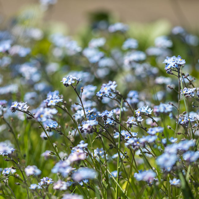 Field Forget - Me - Not