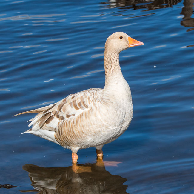 Leucistic Greylag Goose