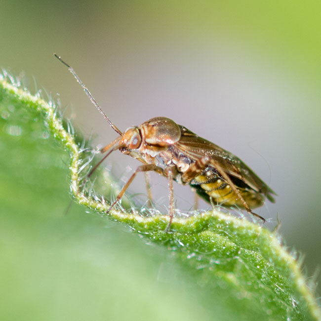 Bug - Harpocera Thoracica