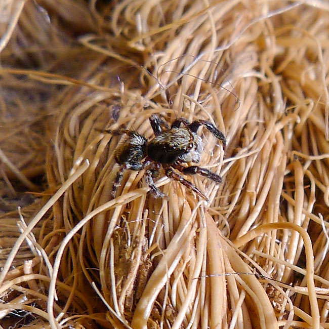 Spider Pseudeuophyrs Lanigera