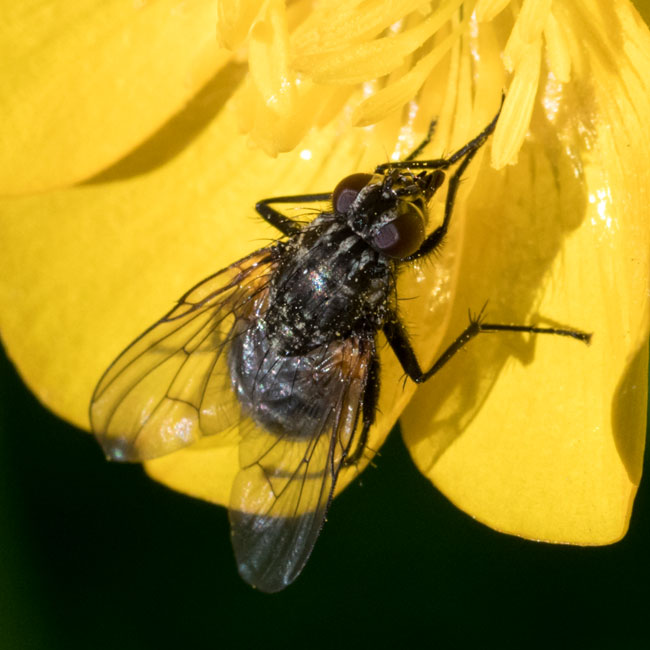 Fly - Muscina Prolapsa