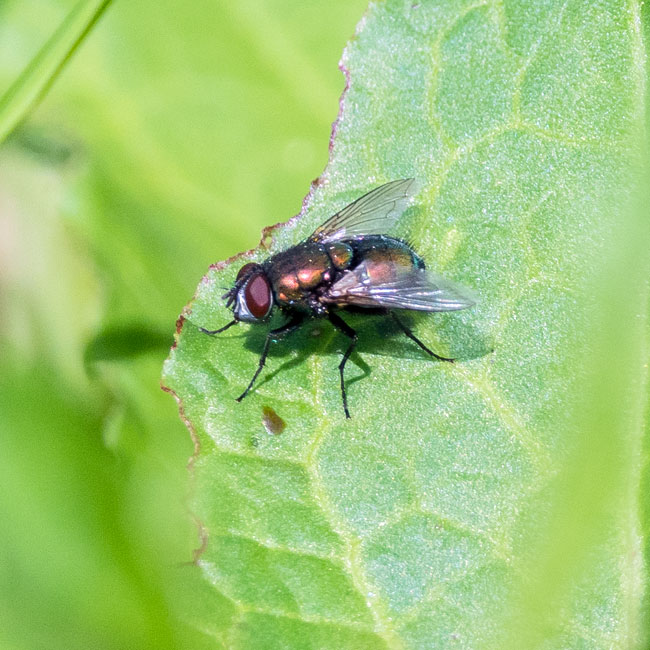 Fly - Neomyia Viridescens