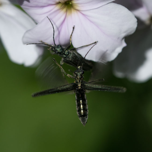 Beetle - Oedemera Virescens