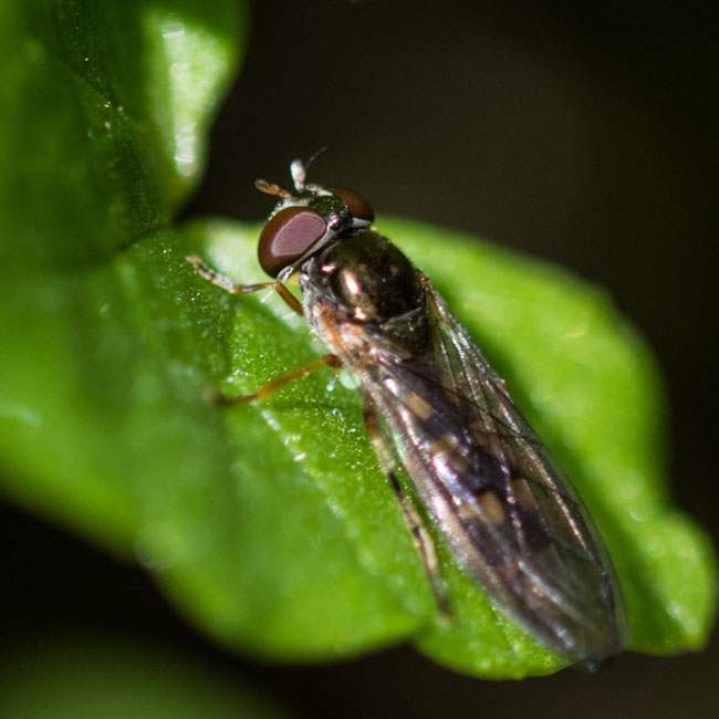 Hoverfly - Platycheirus Peltatus
