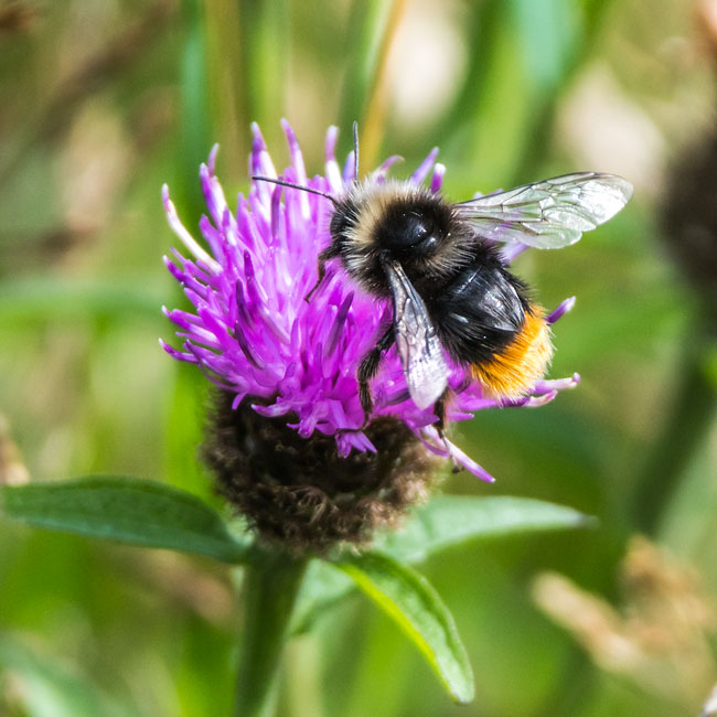 Red-tailed Cuckoo Bumble Bee.