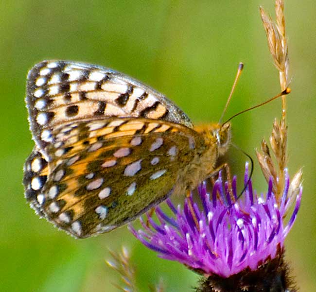 Butterfly - Small Pearl Bordered Fritillary