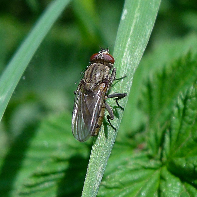 Fly - Stable Fly