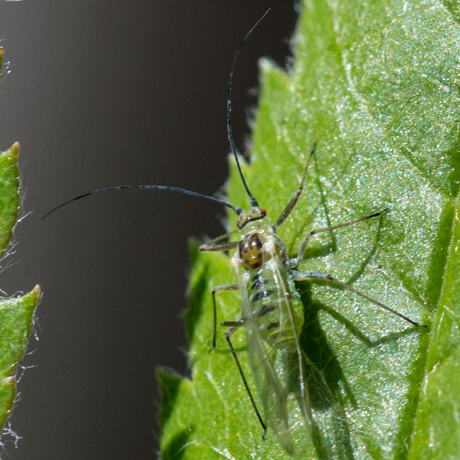 Sycamore Aphid