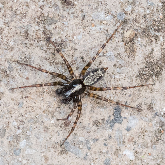 Spider - Textrix Denticulata