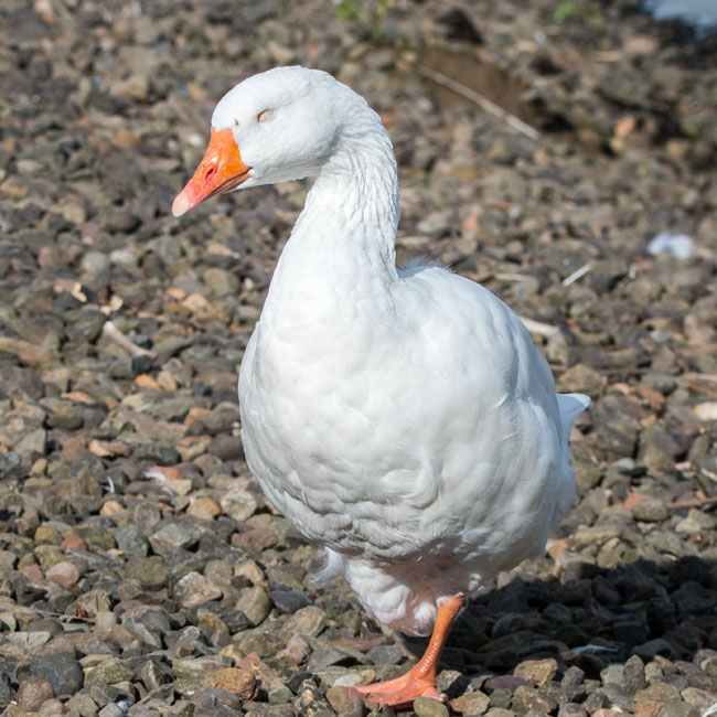 White Greylag Goose