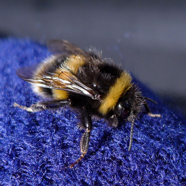 Bumble Bee - White Tailed