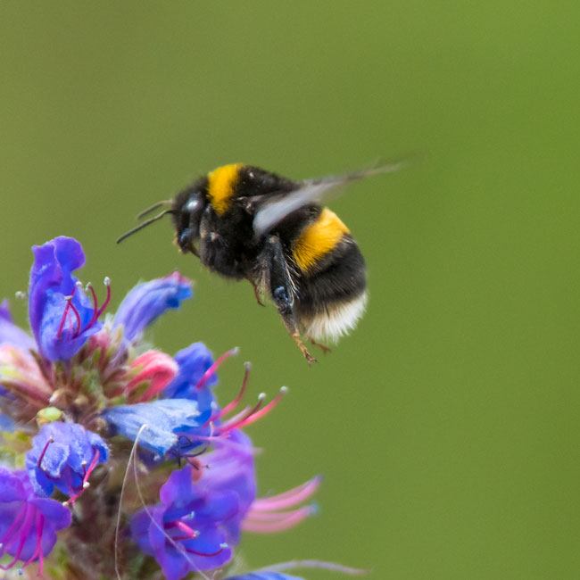 White Tailed Bumble Bee