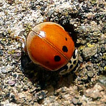 Beetle - Ladybird 10 Spot
