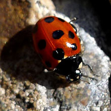 Beetle - Ladybird 11 Spot