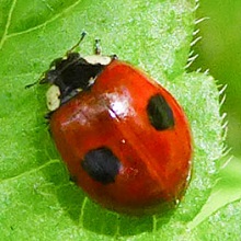 Beetle - Ladybird - 2 Spot