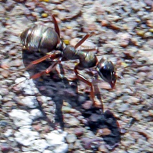 Ant - Formica Lemani