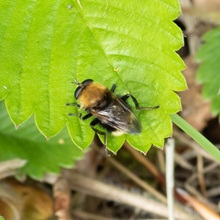Hoverfly - Criorhina berberina Hovrtfly - Criorhina berberina