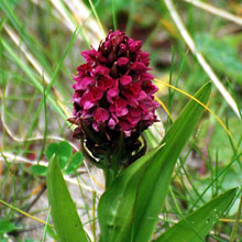 Orchid - Early Marsh