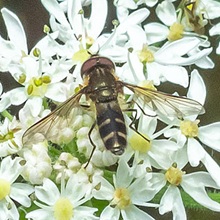 Hoverfly - Leucozona Laternaria. Hoverfly - Leucozona Laternaria.
