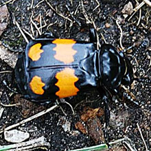 Beetle - Nicrophorus Investigator