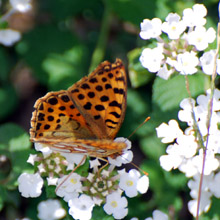Butterfly - Queen of Spain Fratillary