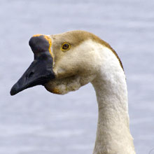 Goose - African