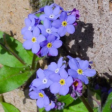 Forget - me - not - Alpine
