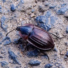 Beetle - Amara Commonus