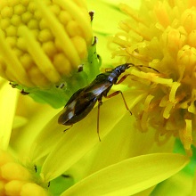 Bug - Anthocoris Nemoralis