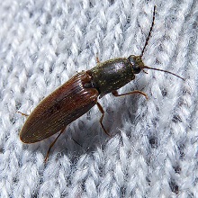 Beetle - Click - Athous Haemorrhoidalis