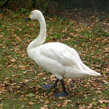 Swan - Bewick's