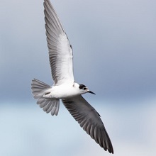 Juvenile Black Tern