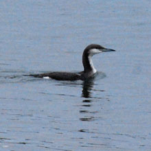 Diver - Black Throated