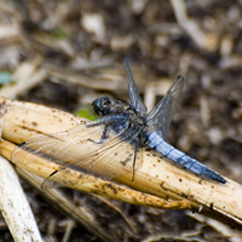 Dragonfly - Black Tailed Skimmer