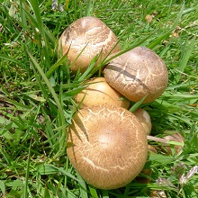 Wood Mushroom - Blushing