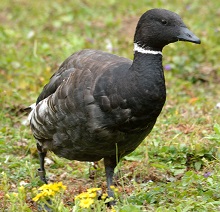 Goose - Brent - Black